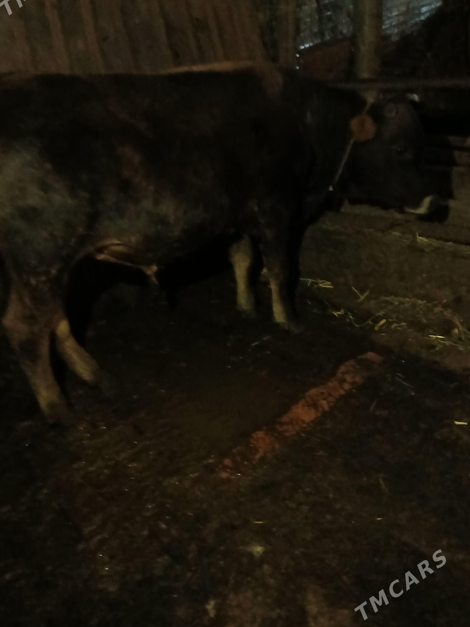 okuz - Ýaşlyk - img 1