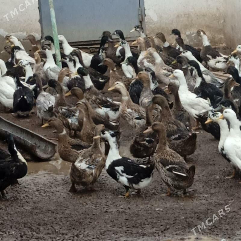 гак-гак ордеклер - Сакар - img 1