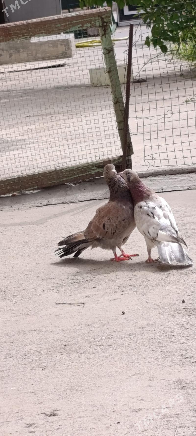 kepdery - 11 mkr - img 1