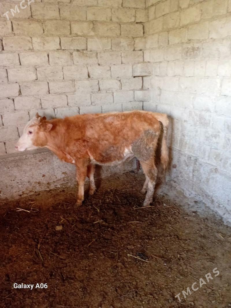 okuz - Bäherden - img 1