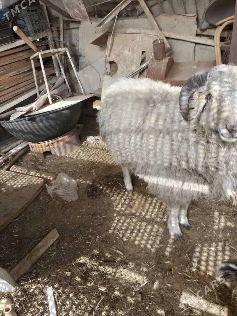 goc - Джебел - img 1