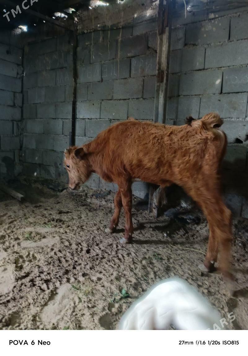 okiz - Herrikgala - img 1