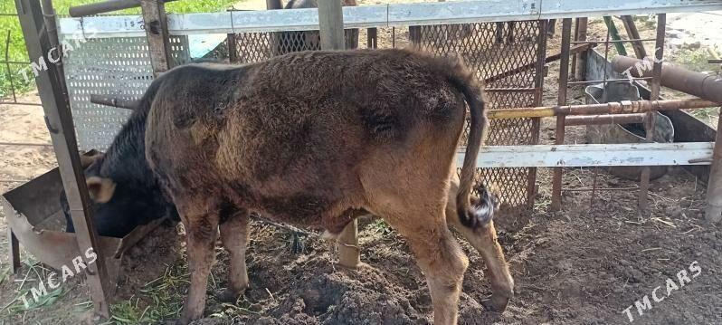 okuz - Täze zaman - img 1