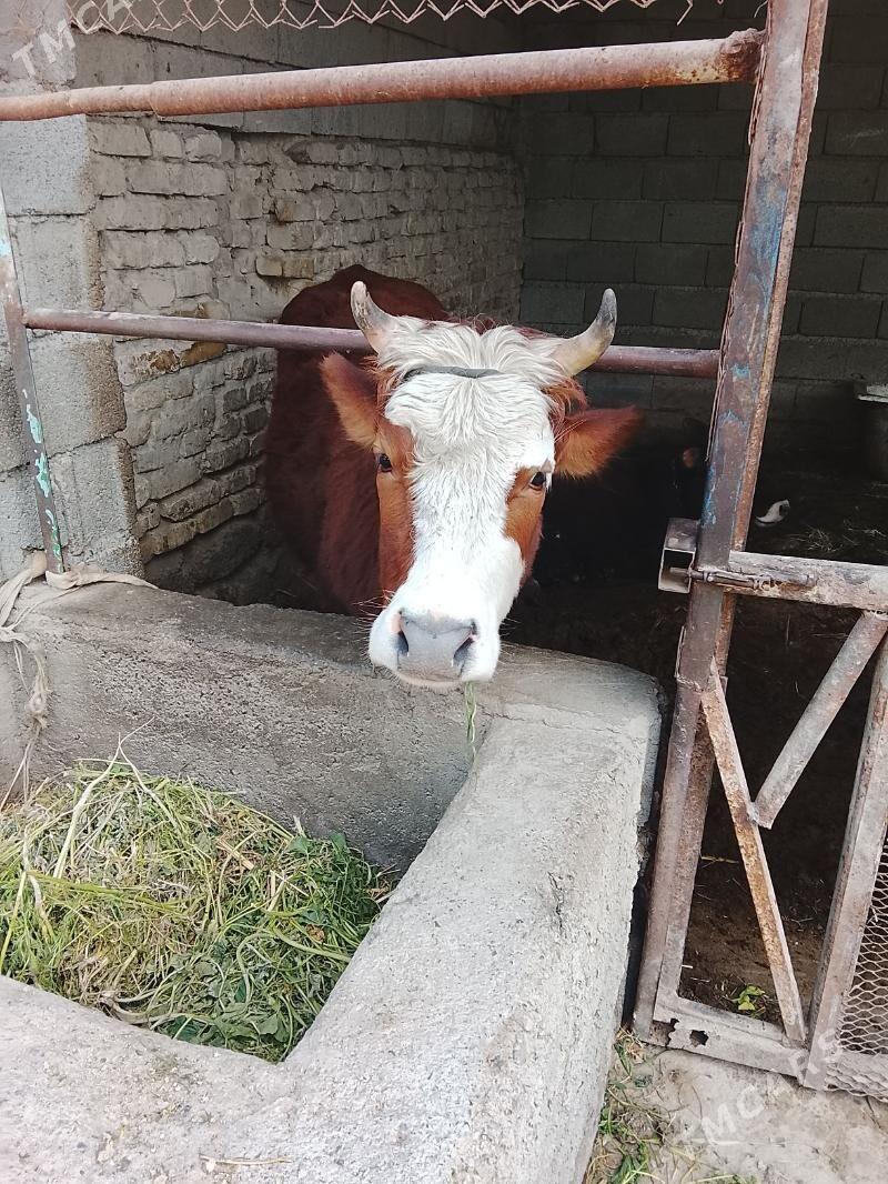 Sygyr - Яшлык - img 1