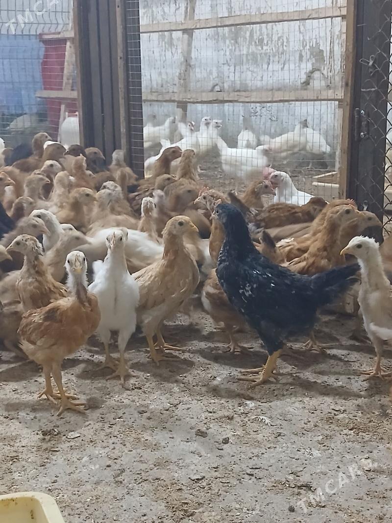 juyje - Анев - img 1