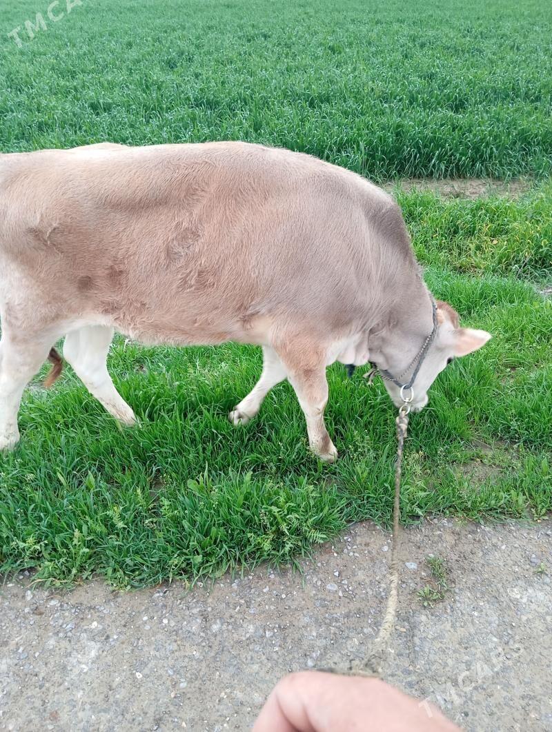 tüwe - Гёкдепе - img 1