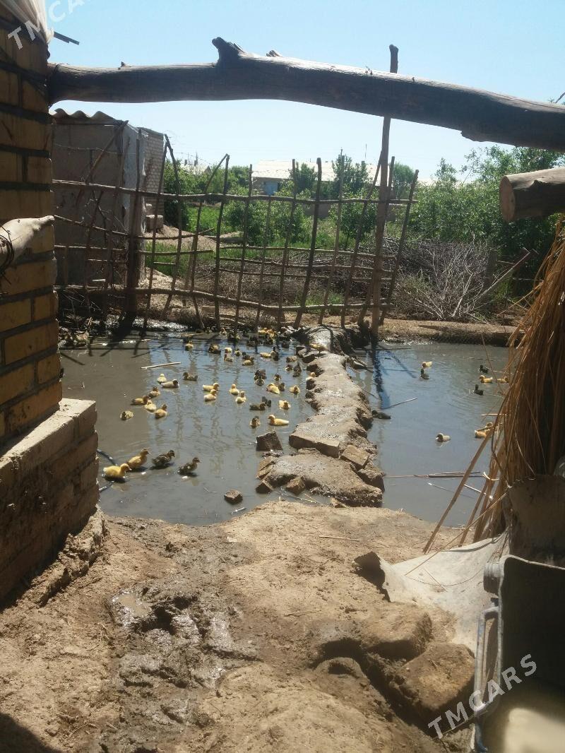 GAK GAK JÜJE - Kerki - img 1