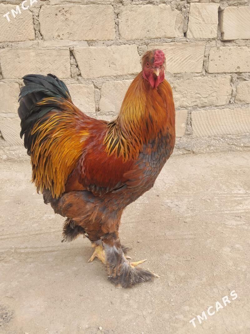 Брама хороз - Гумдаг - img 1