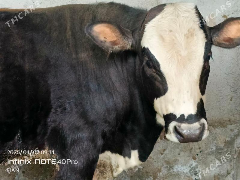 Öküz - Багир - img 1