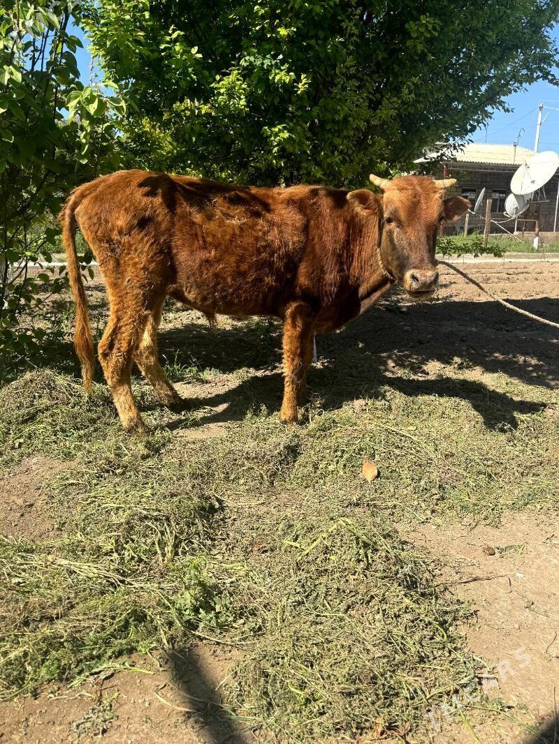 okuz - Bagyr - img 1