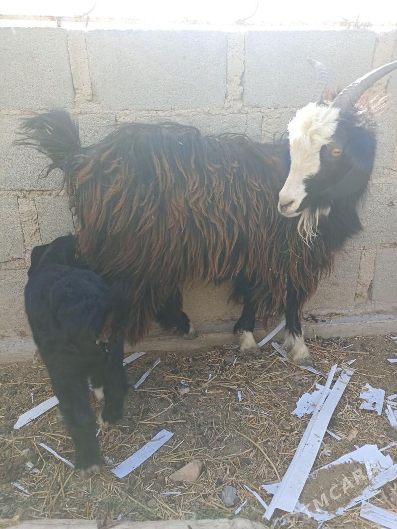 Geci owlakly - Гумдаг - img 1