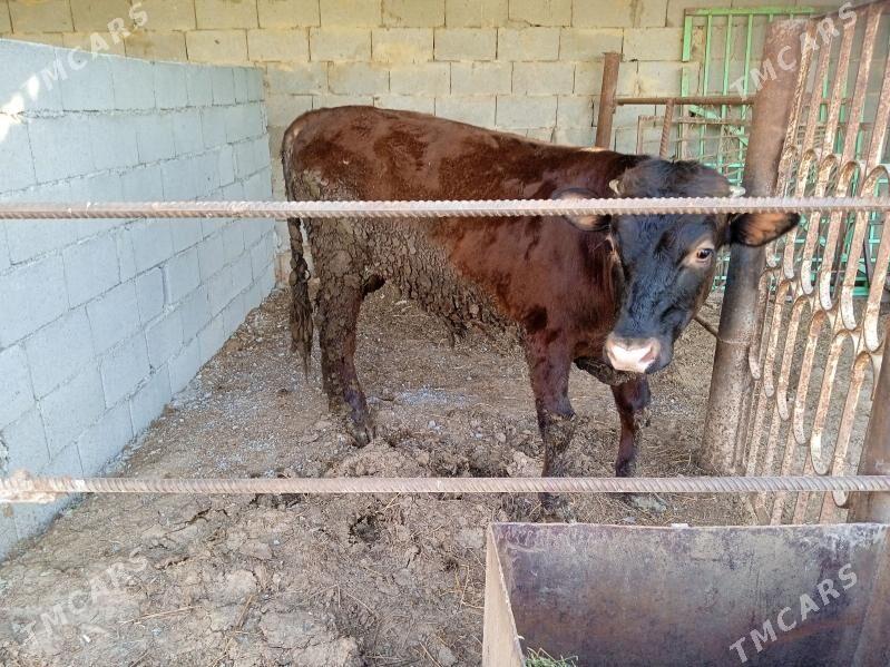 öküz okuz - Кипджак - img 1