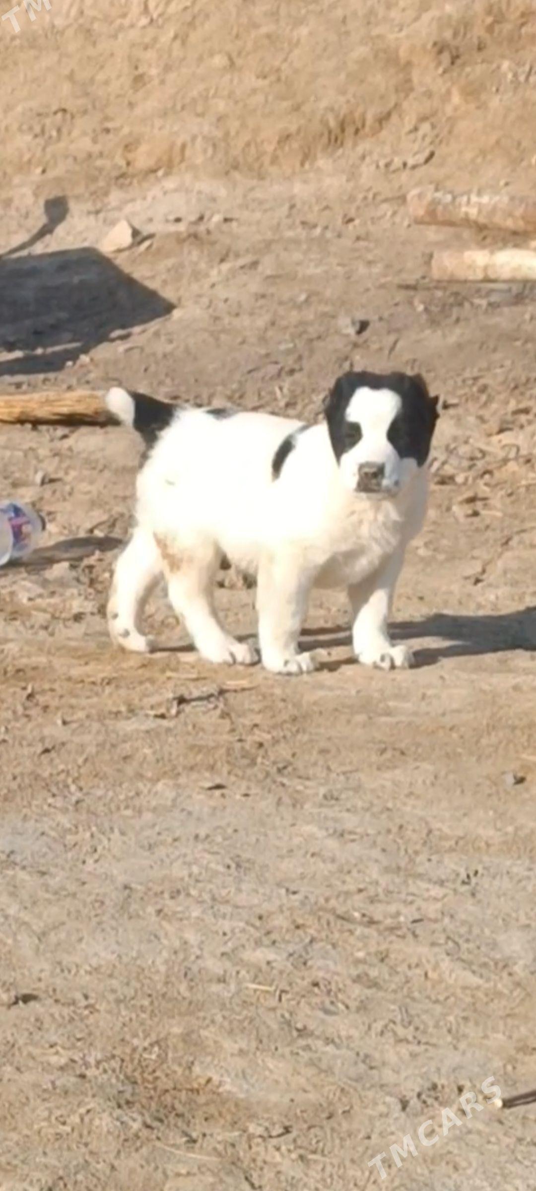 Alabay - Baýramaly - img 1