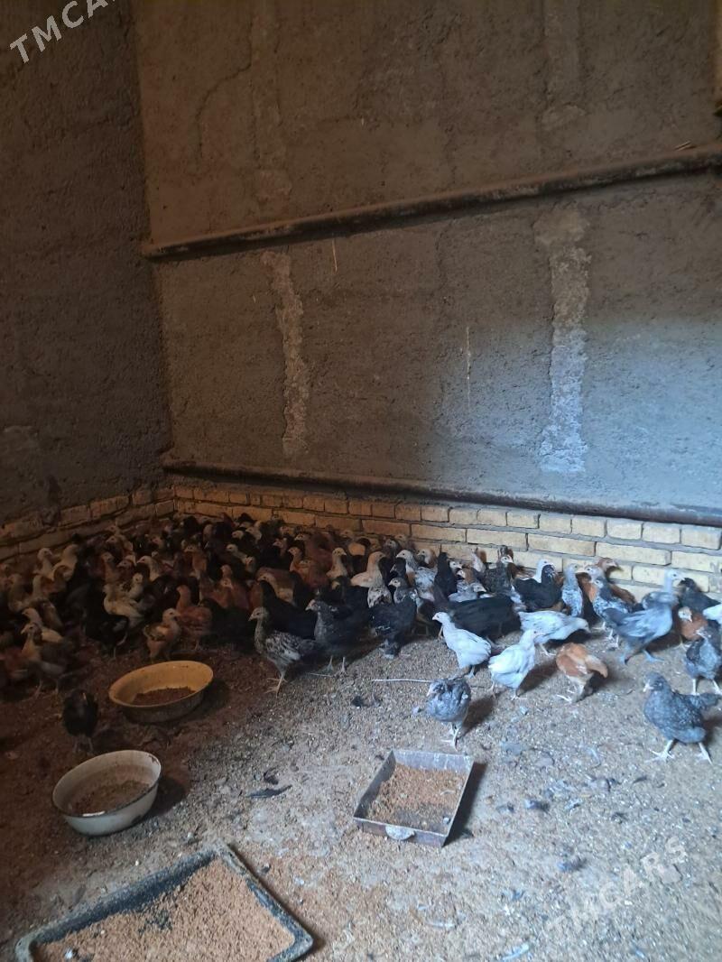 juyje - Türkmenabat - img 1