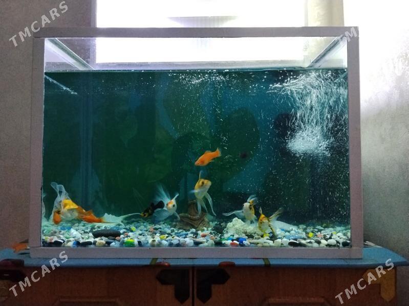 Balyk akwaryum - Туркменбаши - img 1