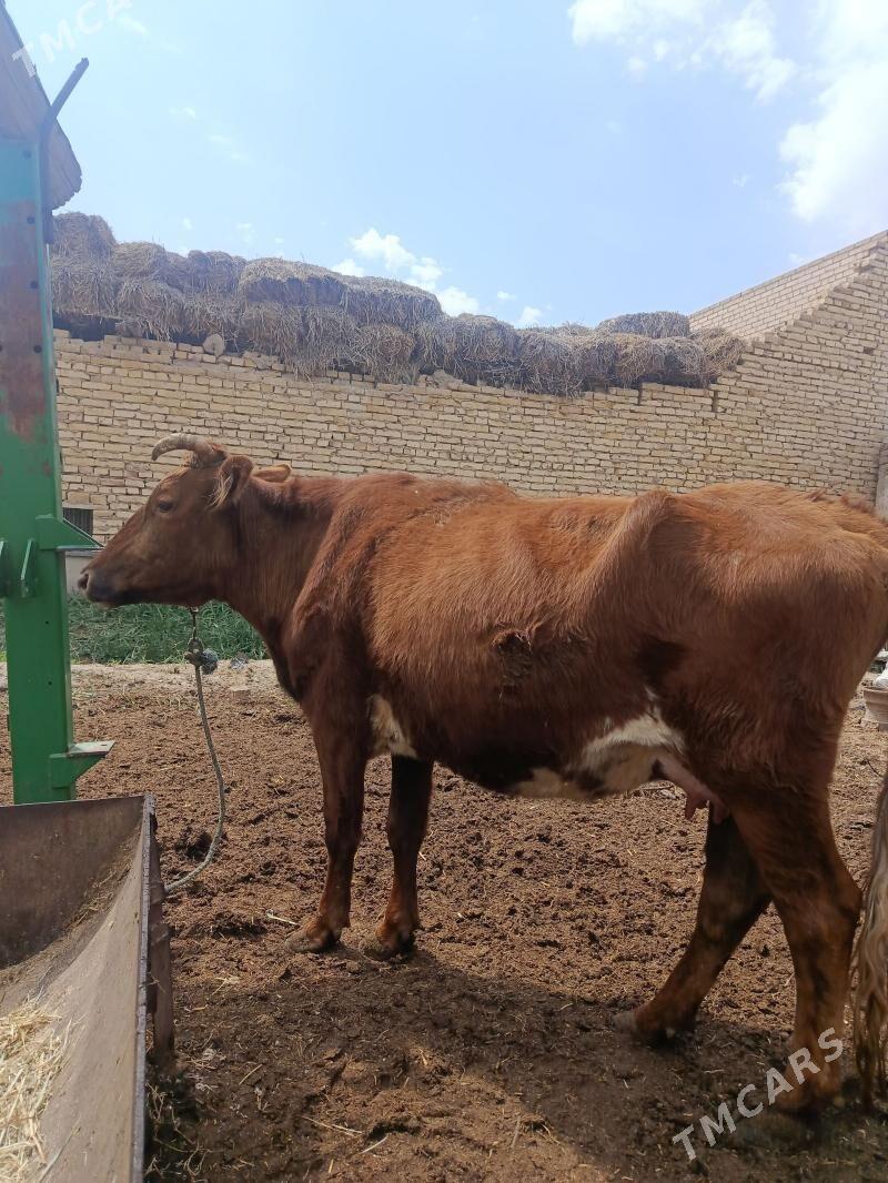 голели сыгыр - Çärjew - img 1