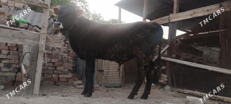 Öküz - Bereket - img 1