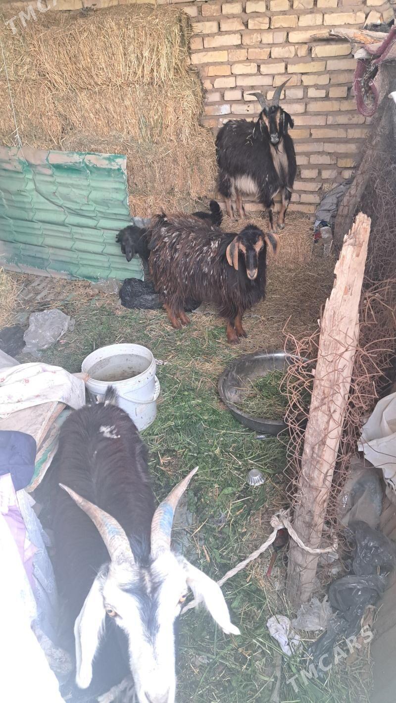 Geçi - Теджен - img 1