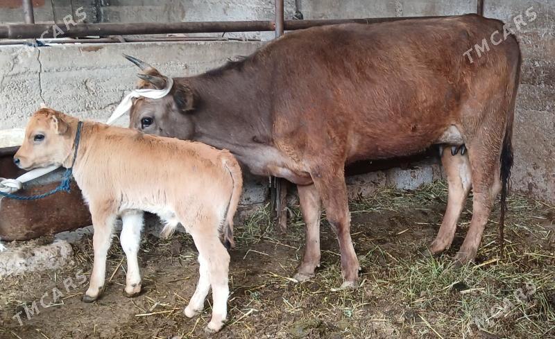 Göleli sygyr - Aşgabat - img 1