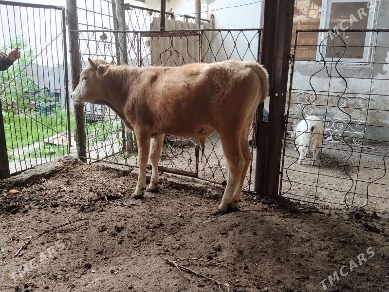 okiz - Hitrowka - img 1