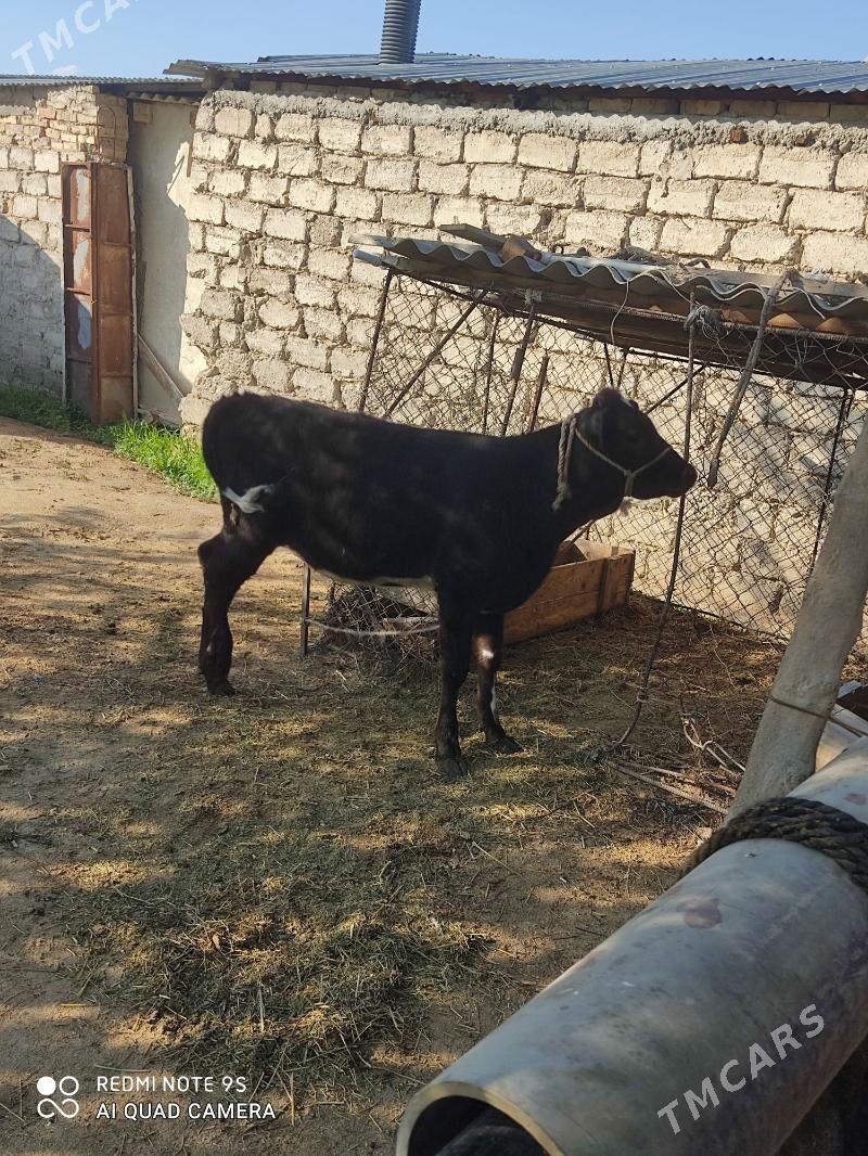 tuwe - Gökdepe - img 1