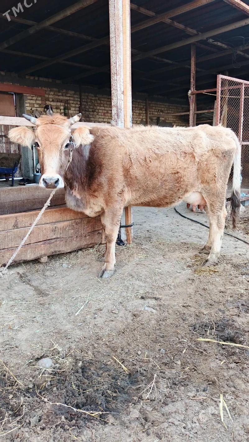 Sygyr - Gökdepe - img 1