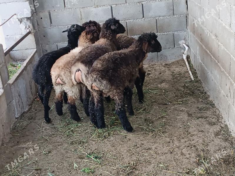 goyunlar - Ялкым - img 1