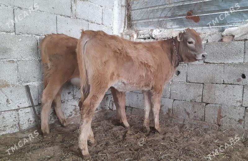 öküz - Gökdepe - img 1