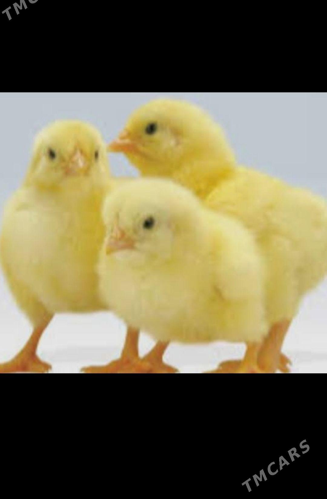 jüje broýler - Херрикгала - img 1