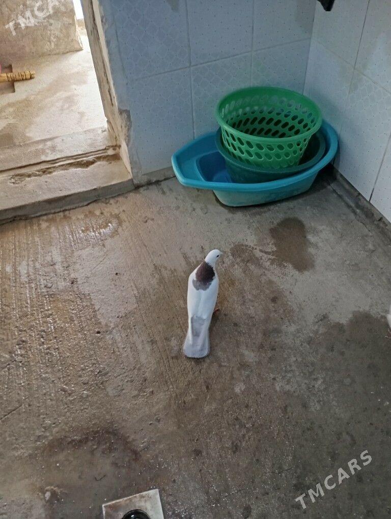 kepderi - Гызыларбат - img 1