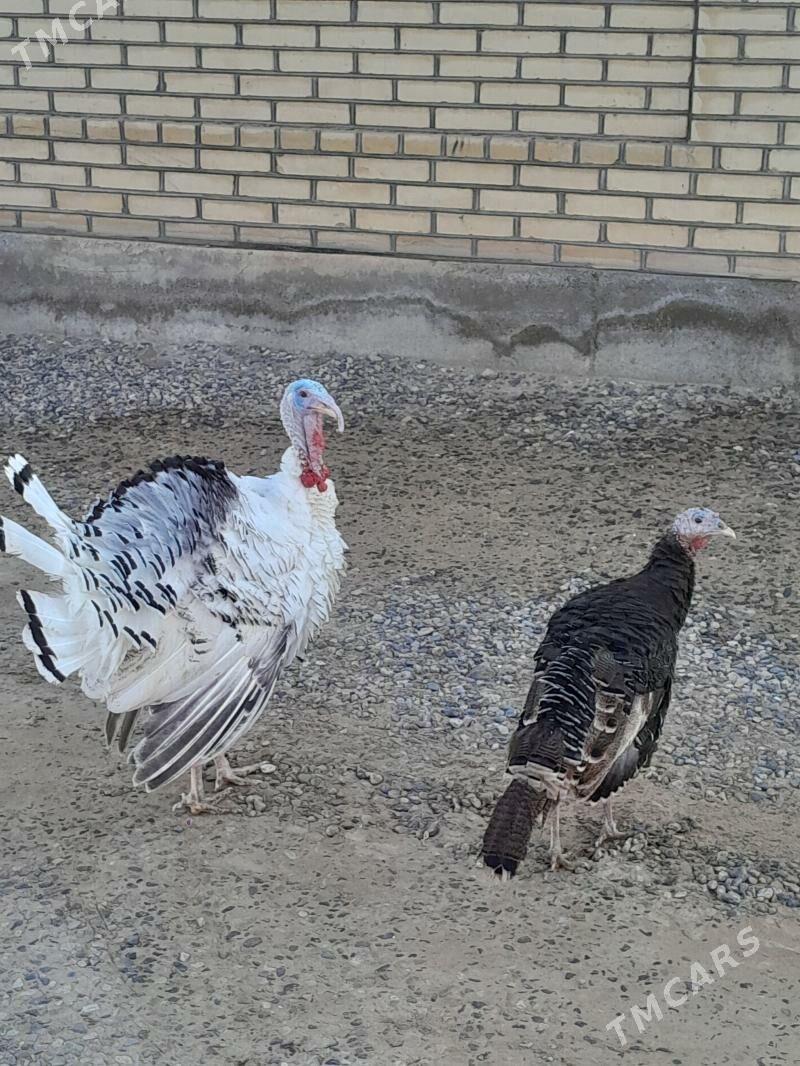 Induk - Мары - img 1