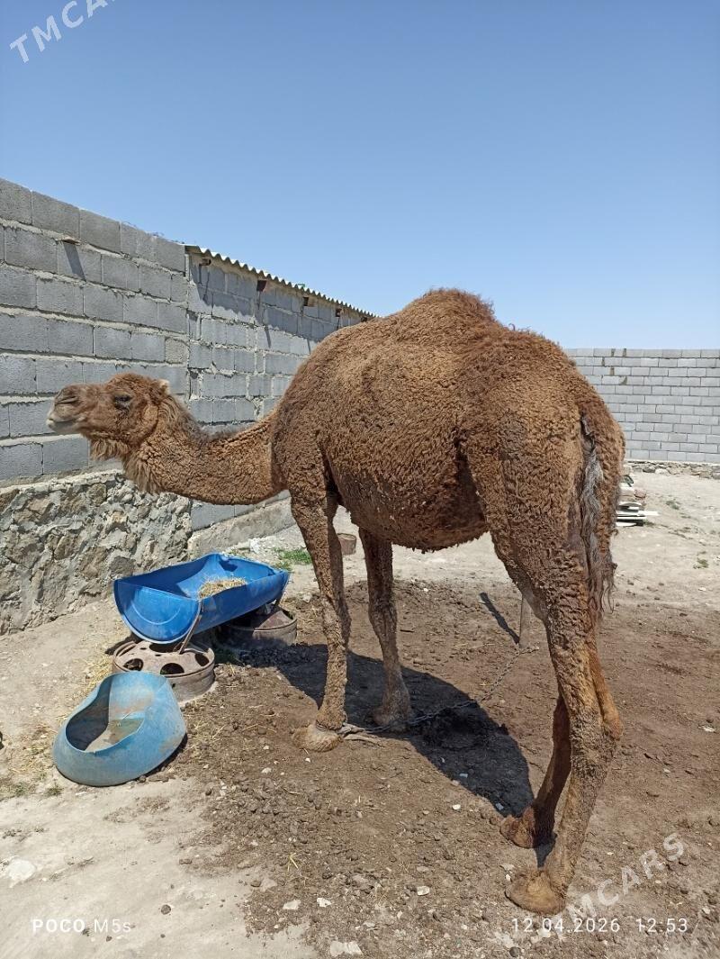 Duye - Берекет - img 1