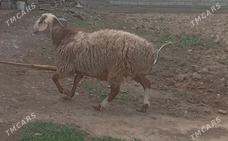 kisar goç - Gypjak - img 1