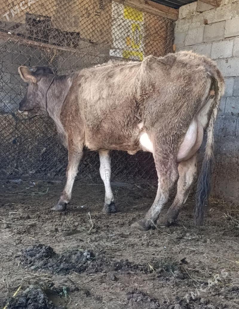 GÖLELİ SYGYR - Gökdepe - img 1