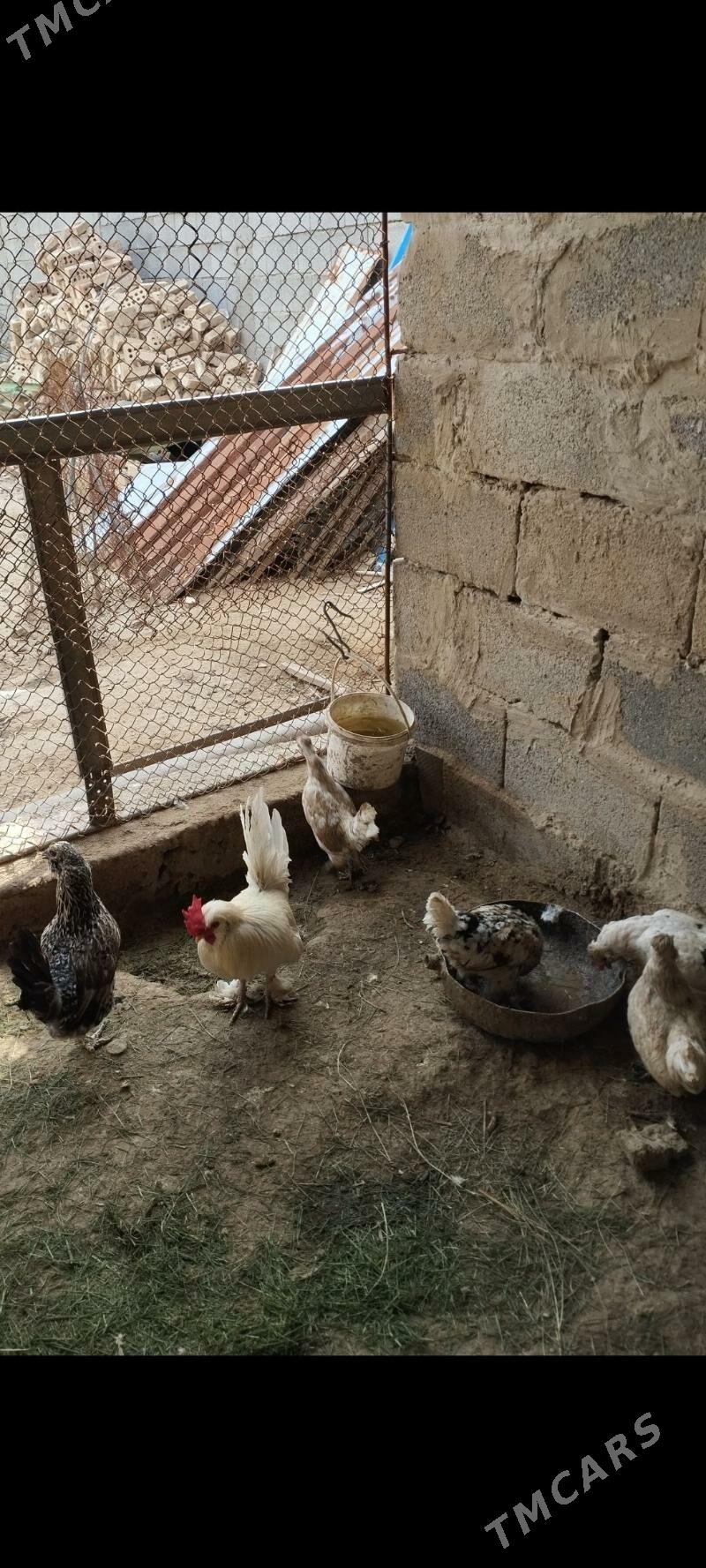 Leýlepit karlik - Aşgabat - img 1