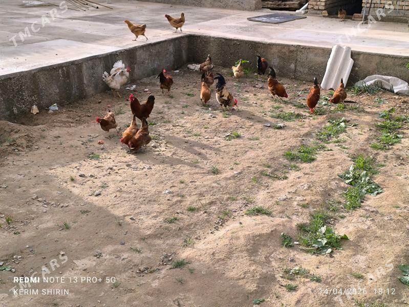 horaz - Gyzylarbat - img 1