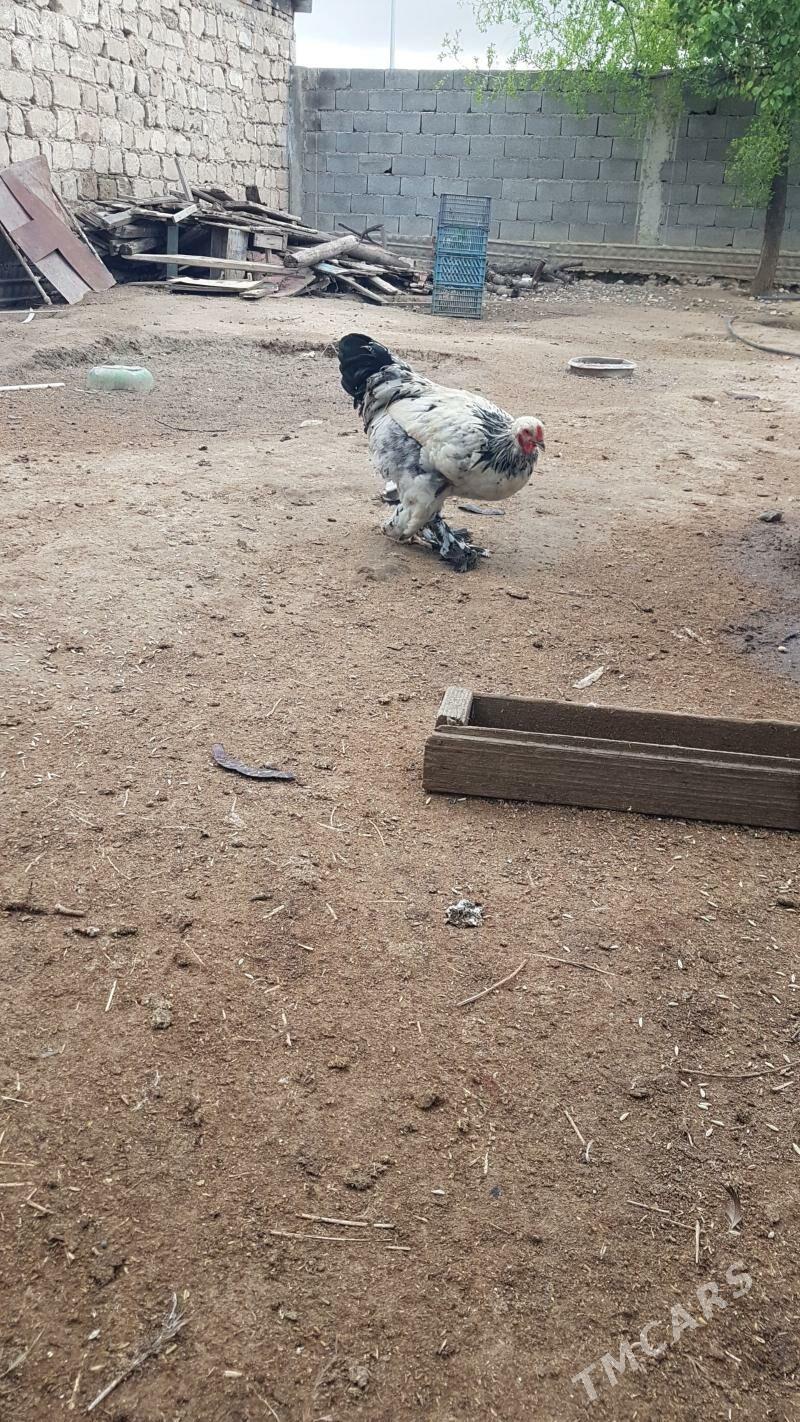 horaz - Гызыларбат - img 1