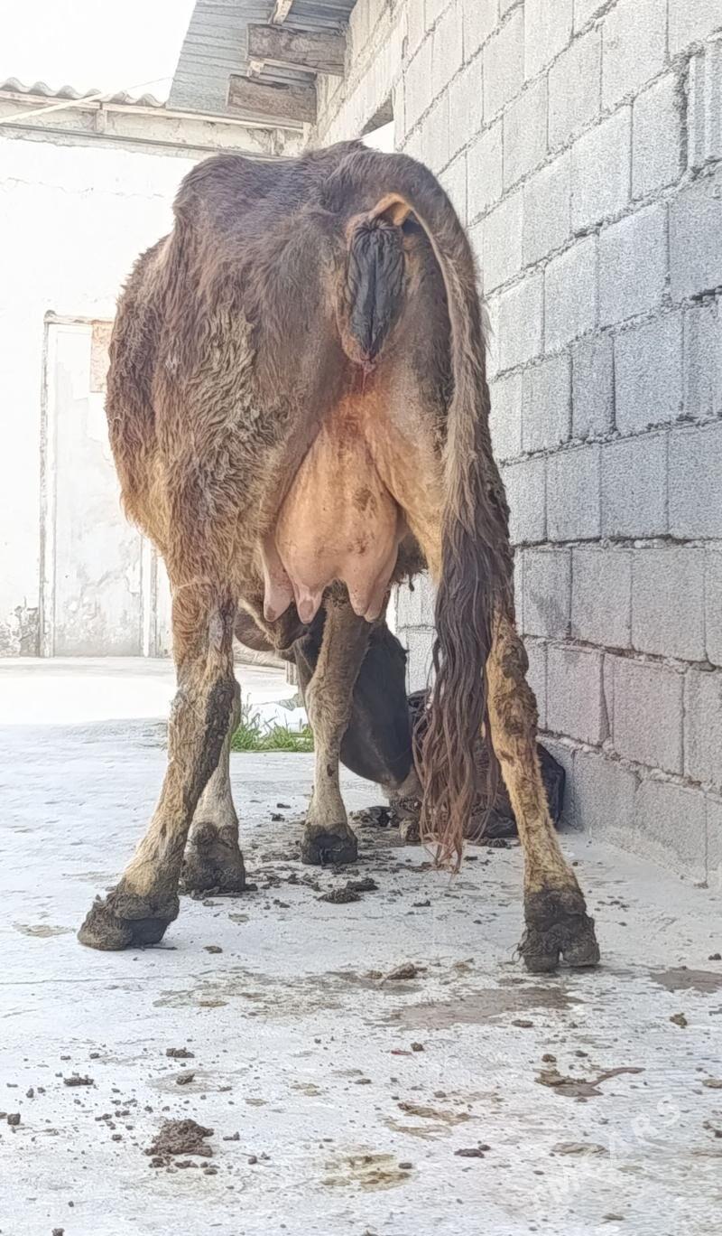 Göleli Sygyr - Gökdepe - img 1