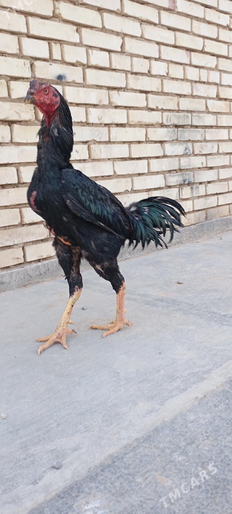 baysowy - Mary - img 1