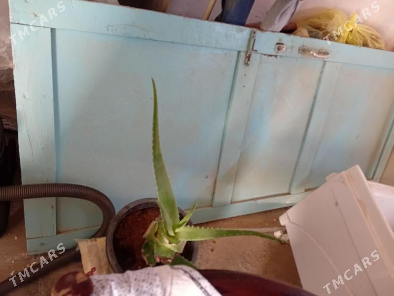 Gapy tagta - Гумдаг - img 1