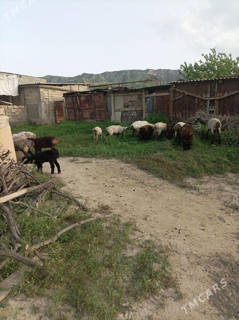 goyunlar - Ак-Бугдайский этрап - img 1