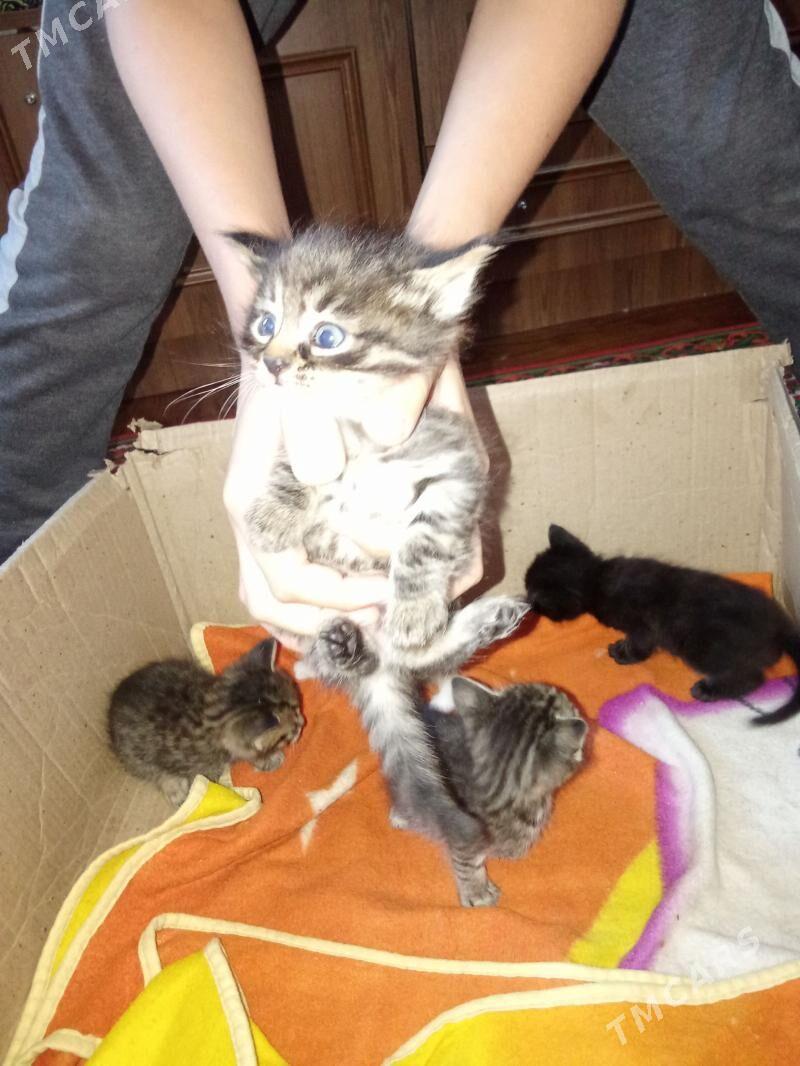 pişik - Гаудан "Б" - img 1