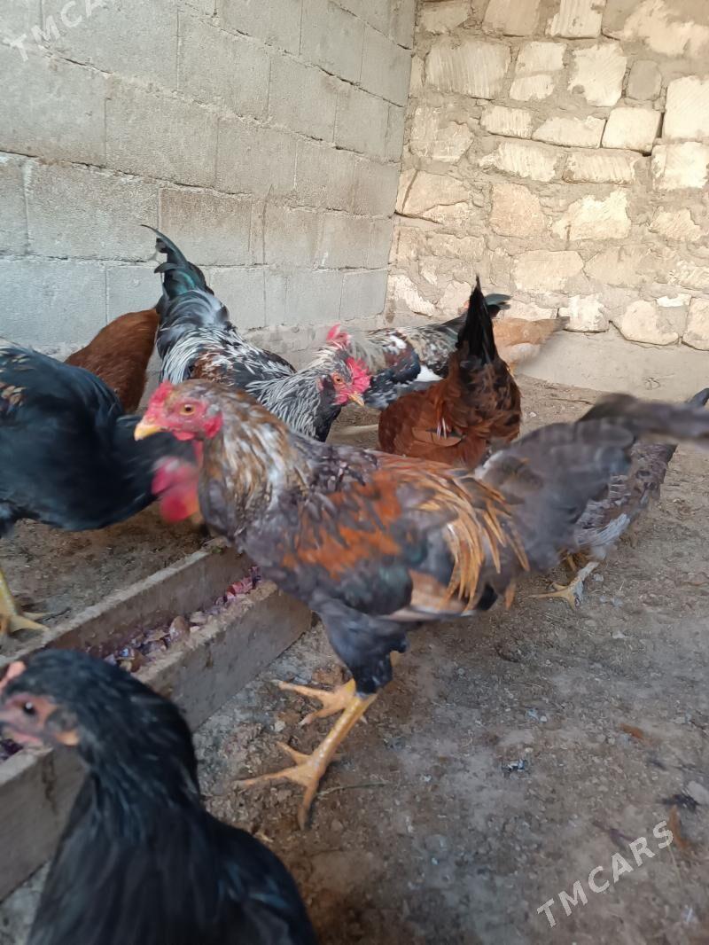 horaz - Балканабат - img 1