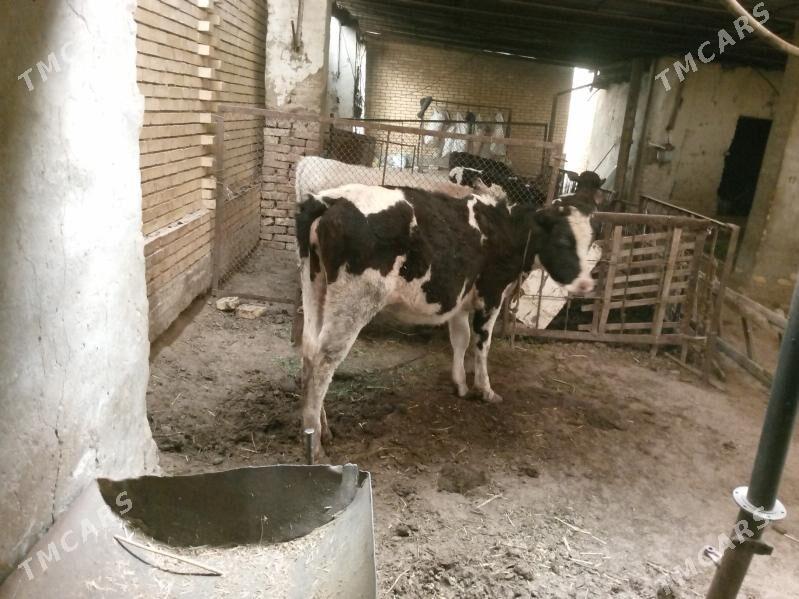 Golisteyn boğaz gulajyn - Мары - img 1