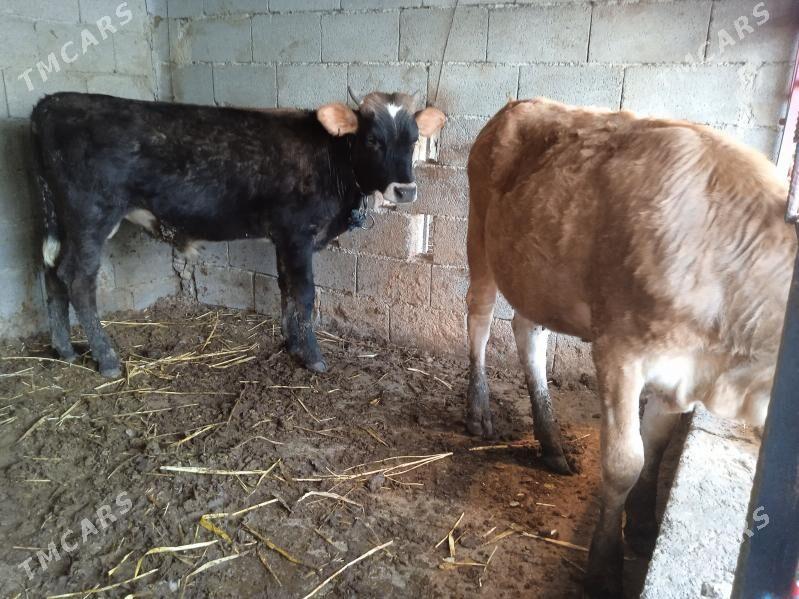 okuz tüwe - Gypjak - img 1