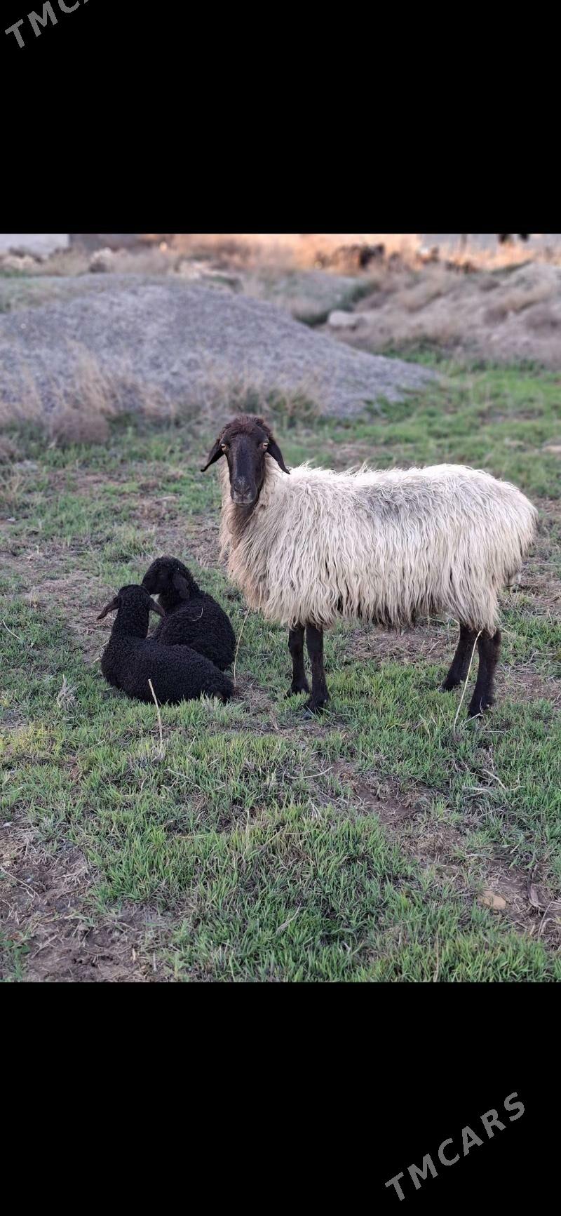 guzuly goyun - Гёкдепе - img 1