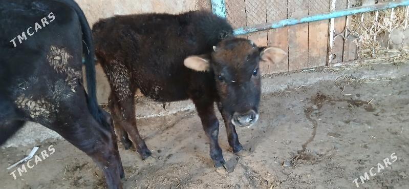 okuzce - Gyzylarbat - img 1