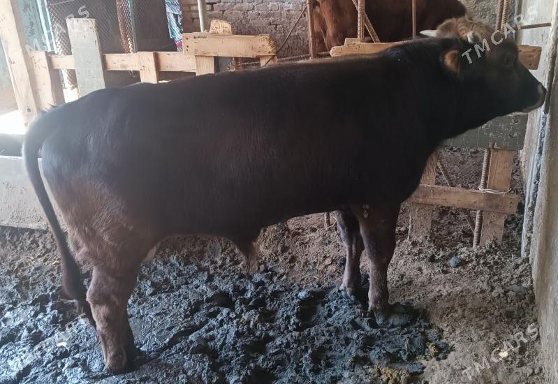 okuz - Çoganly - img 1