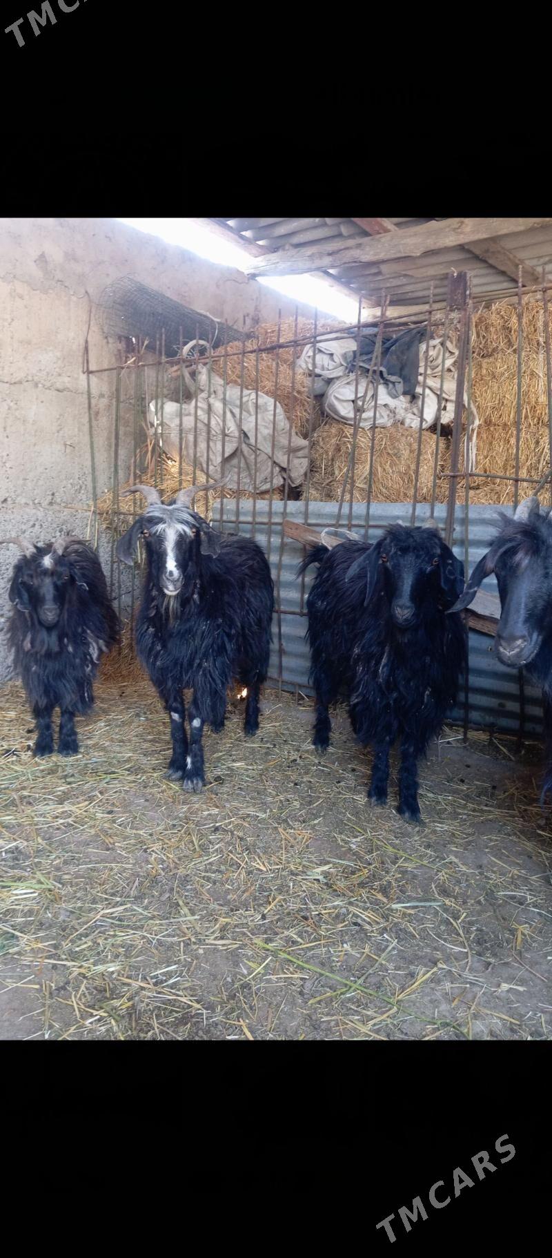 geçi - Кипджак - img 1