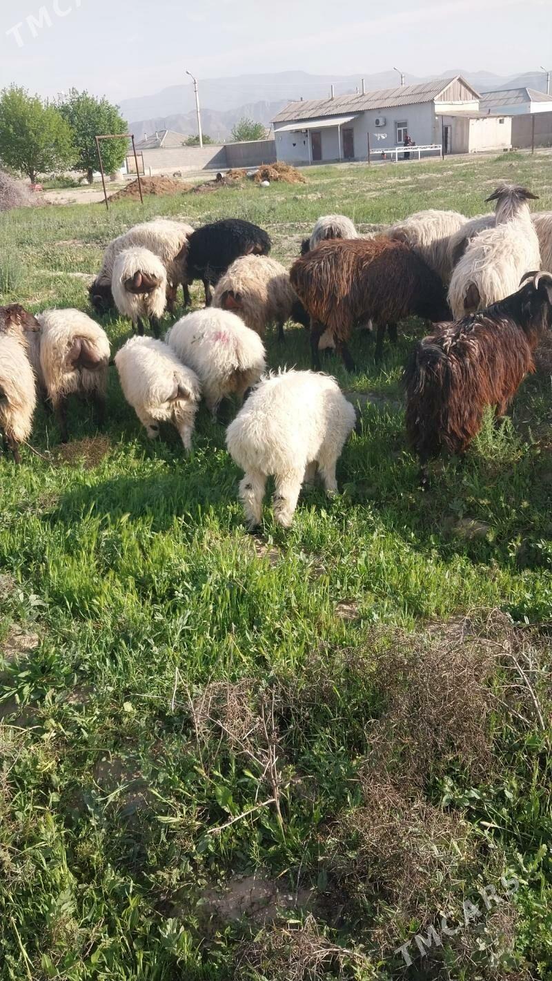 işşek - Бахарден - img 1